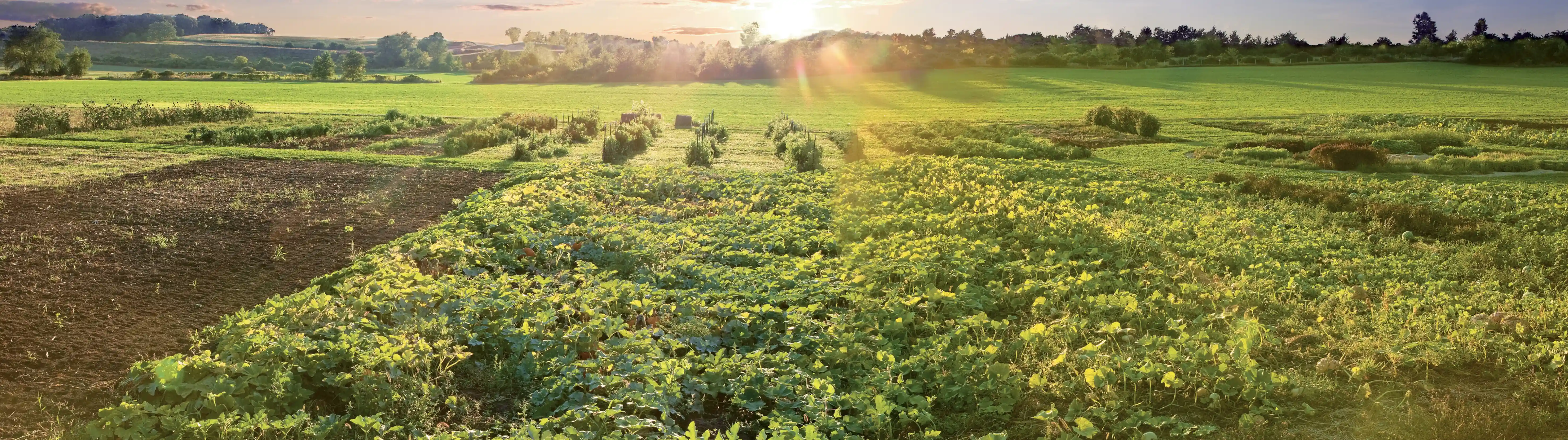 a green field of crops with hopeful sunlight